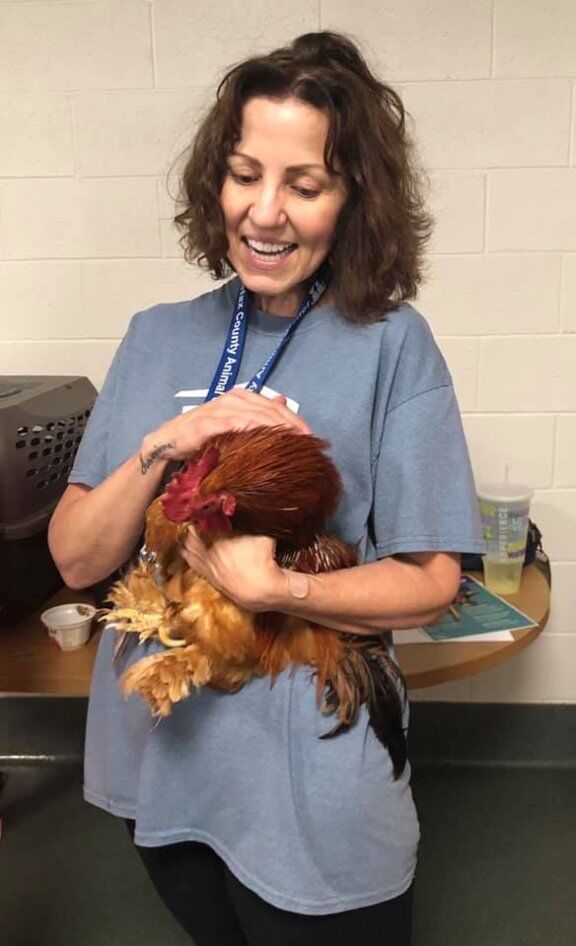 Pic from first class FCAS volunteer holding Kellys silkie chicken.jpg